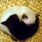 Ying et Yang