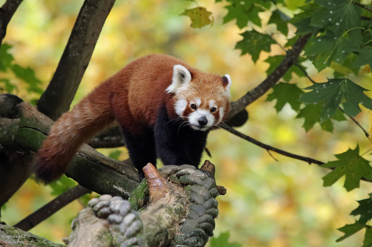 Ying Foto & Bild tiere, zoo, wildpark & falknerei, säugetiere Bilder