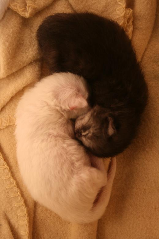 Ying und Yang Kitten =)