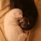 Ying und Yang Kitten =)