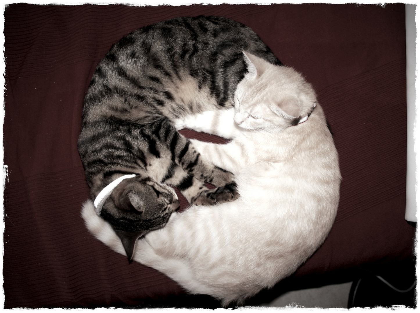 Ying Yang