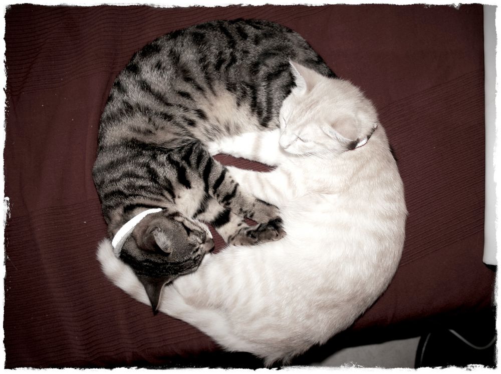 Ying Yang