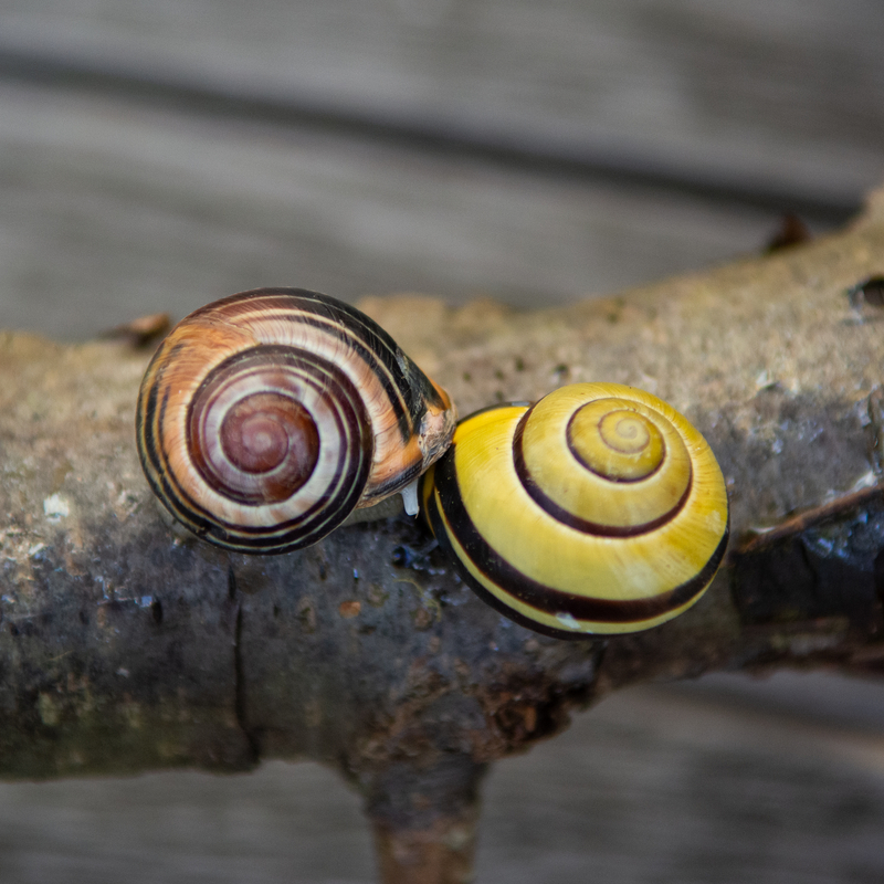 YinYang mit schleimigem Gedöns