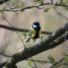 yippie, es ist Frühling...