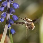 YIPPIE! oder Wollschweber im Anflug auf Traubenhyazinthe