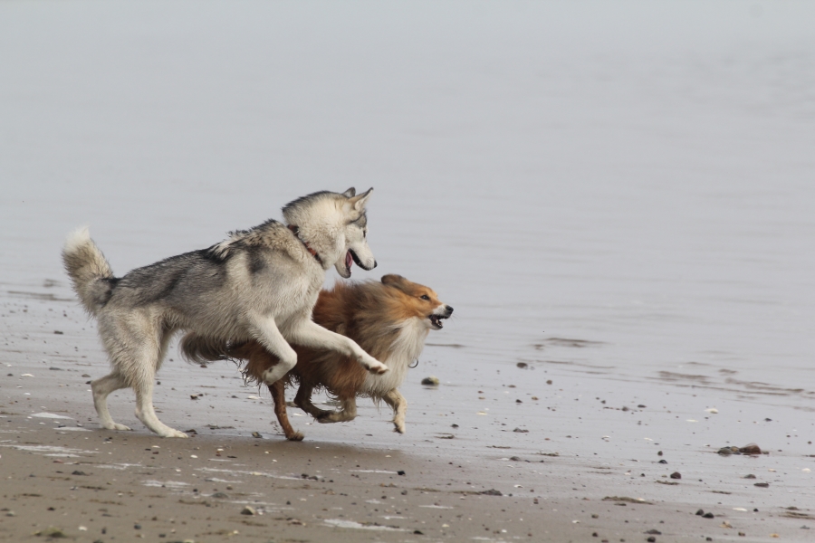 Ylva und Drago