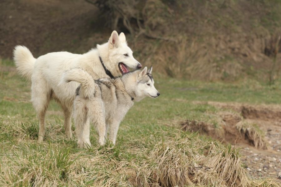 Ylva und Yuma