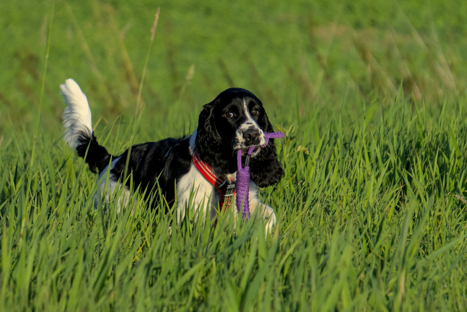 Ylvi - Springer Spaniel