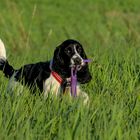 Ylvi - Springer Spaniel