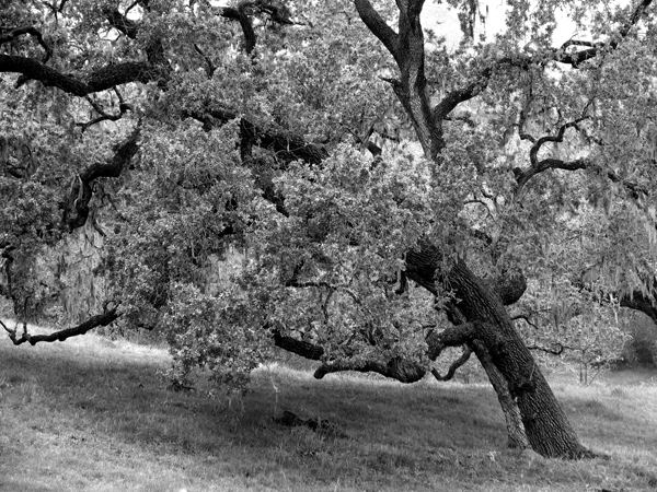 Ynez Oak In Green bw