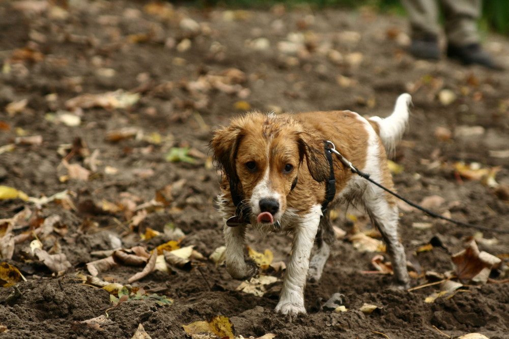 Yoda der Kooikerhondje bei den Paderborner Fischteichen