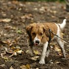 Yoda der Kooikerhondje bei den Paderborner Fischteichen