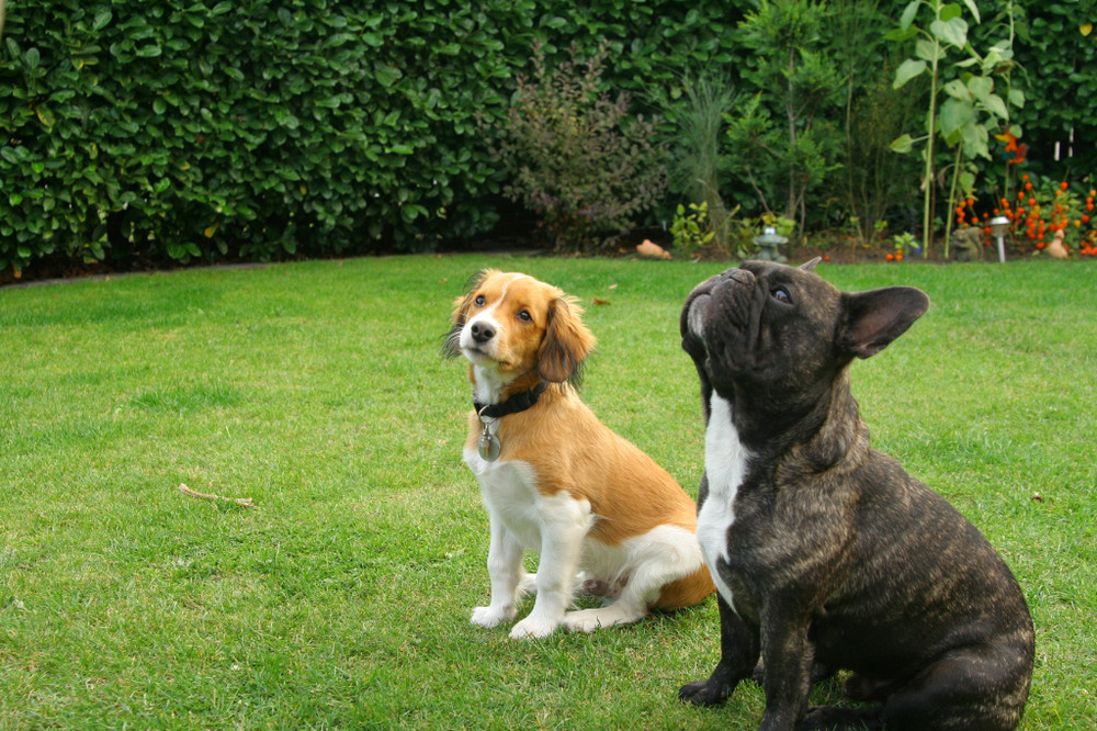 Yoda und Filou einmal nicht beim raufen....