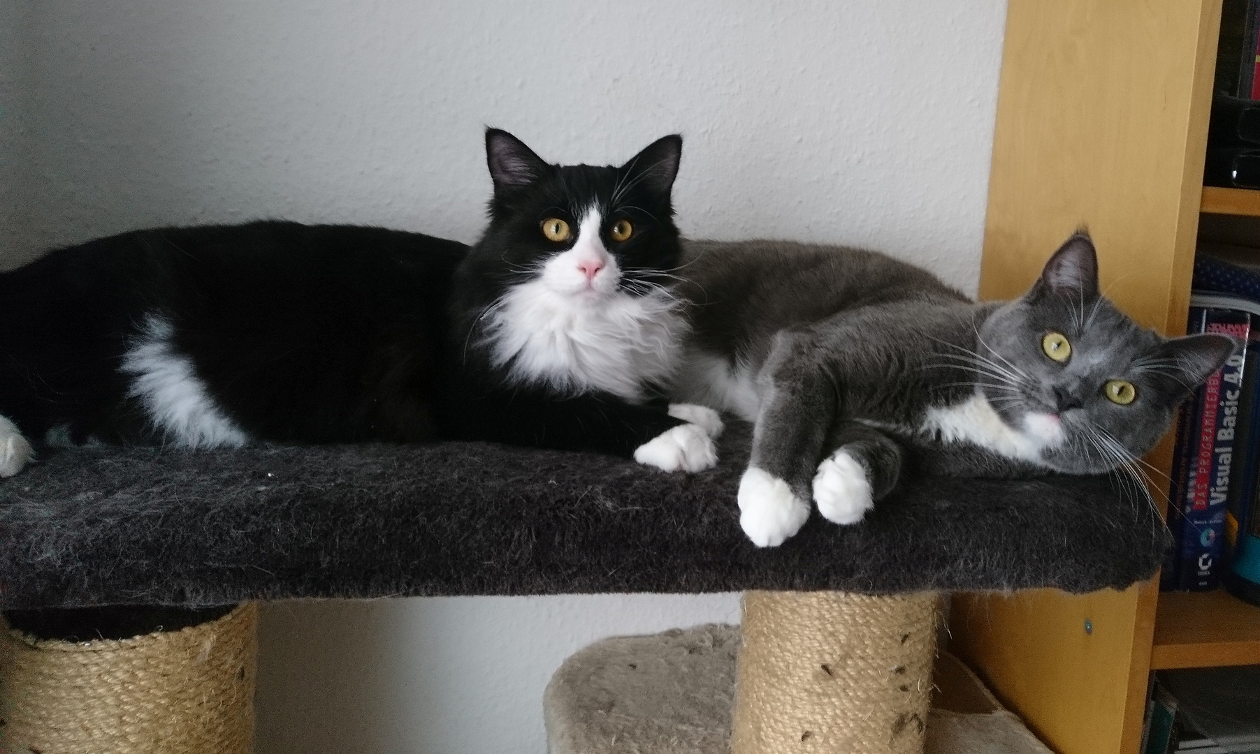 Yoda und Momo - Bruderliebe