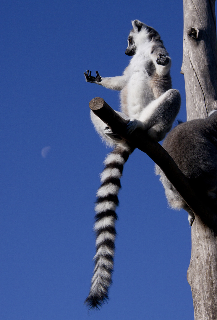 yoga animal