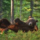 Yoga-Bär