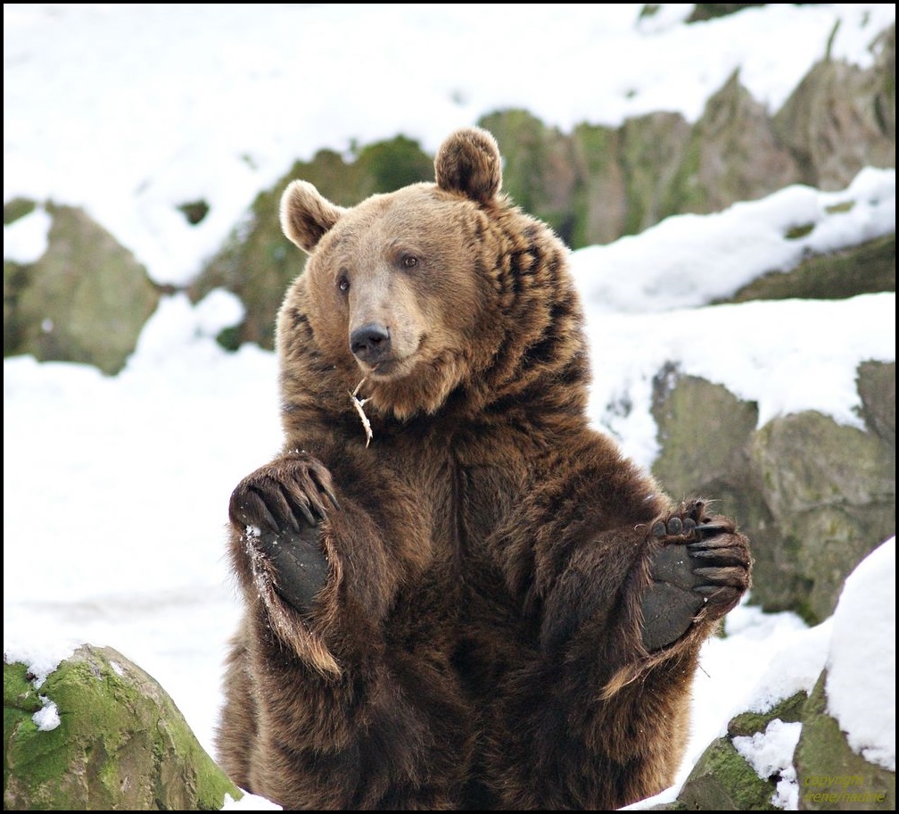 ** Yoga Bär **