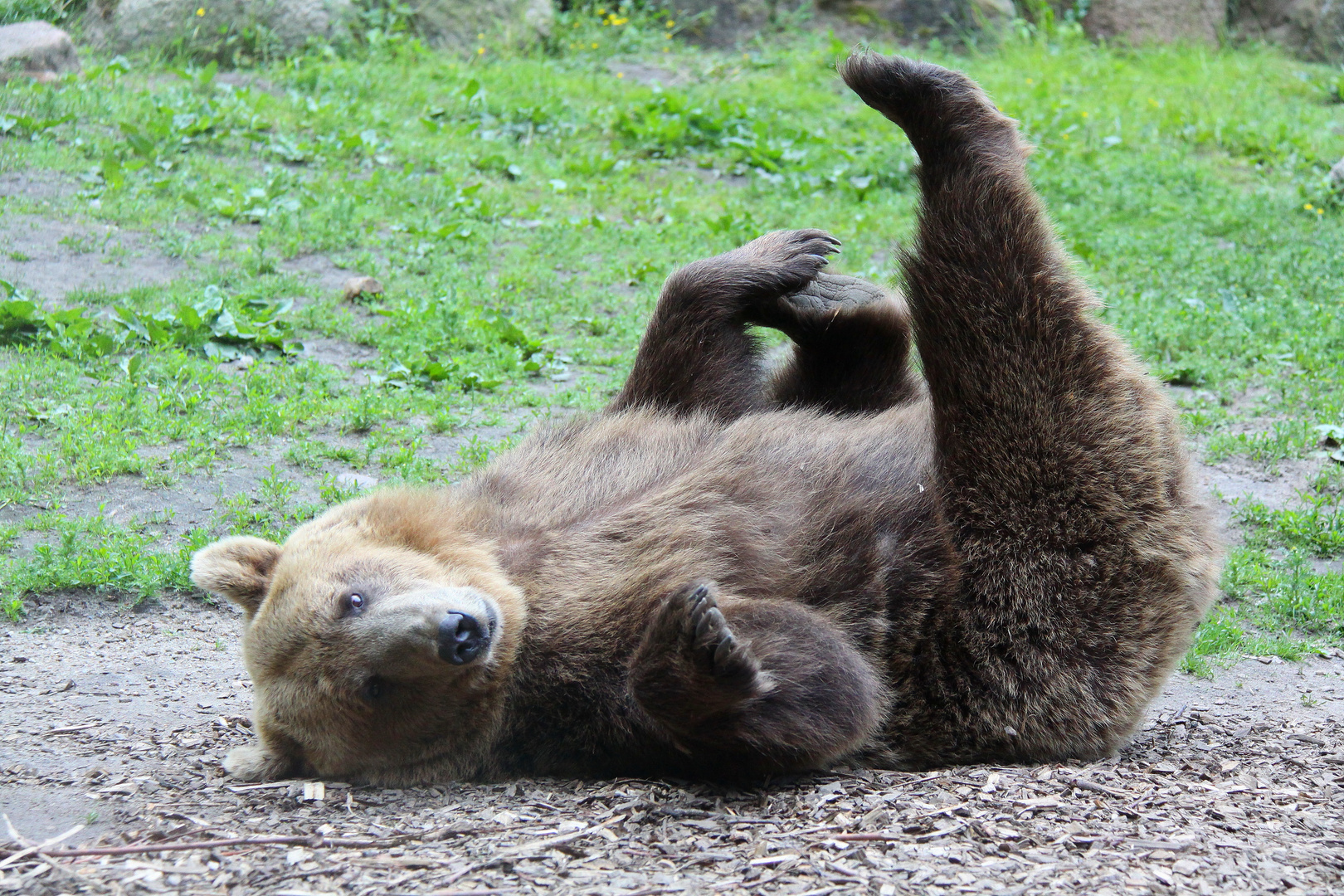 Yoga Bär