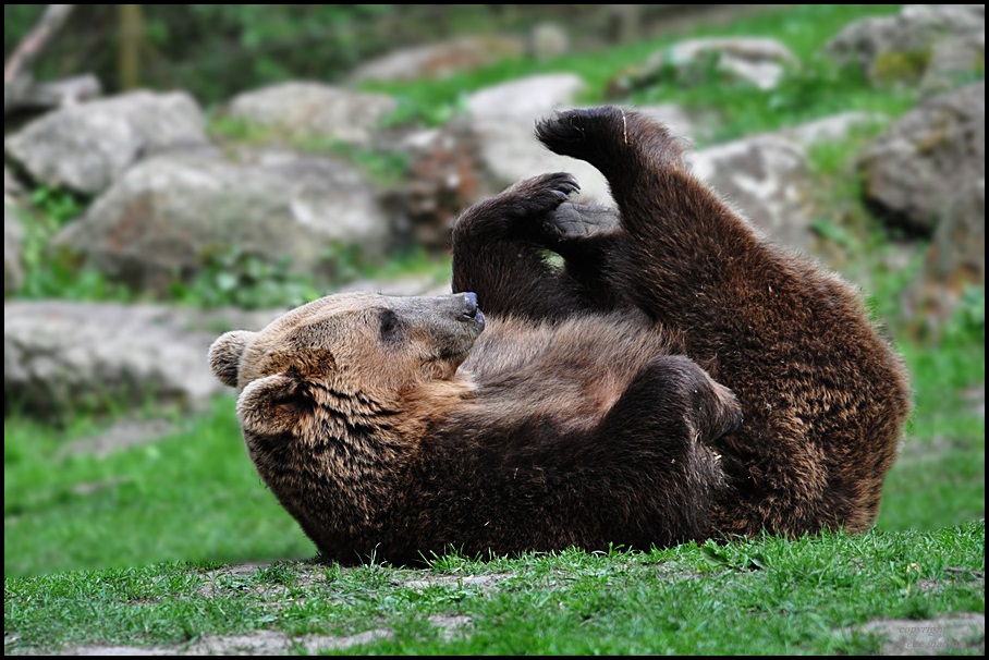 YOGA Bärchen !!!!