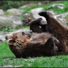 YOGA Bärchen !!!!