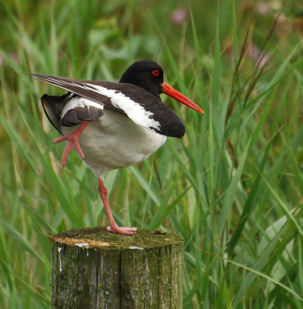 Yoga, bird style!