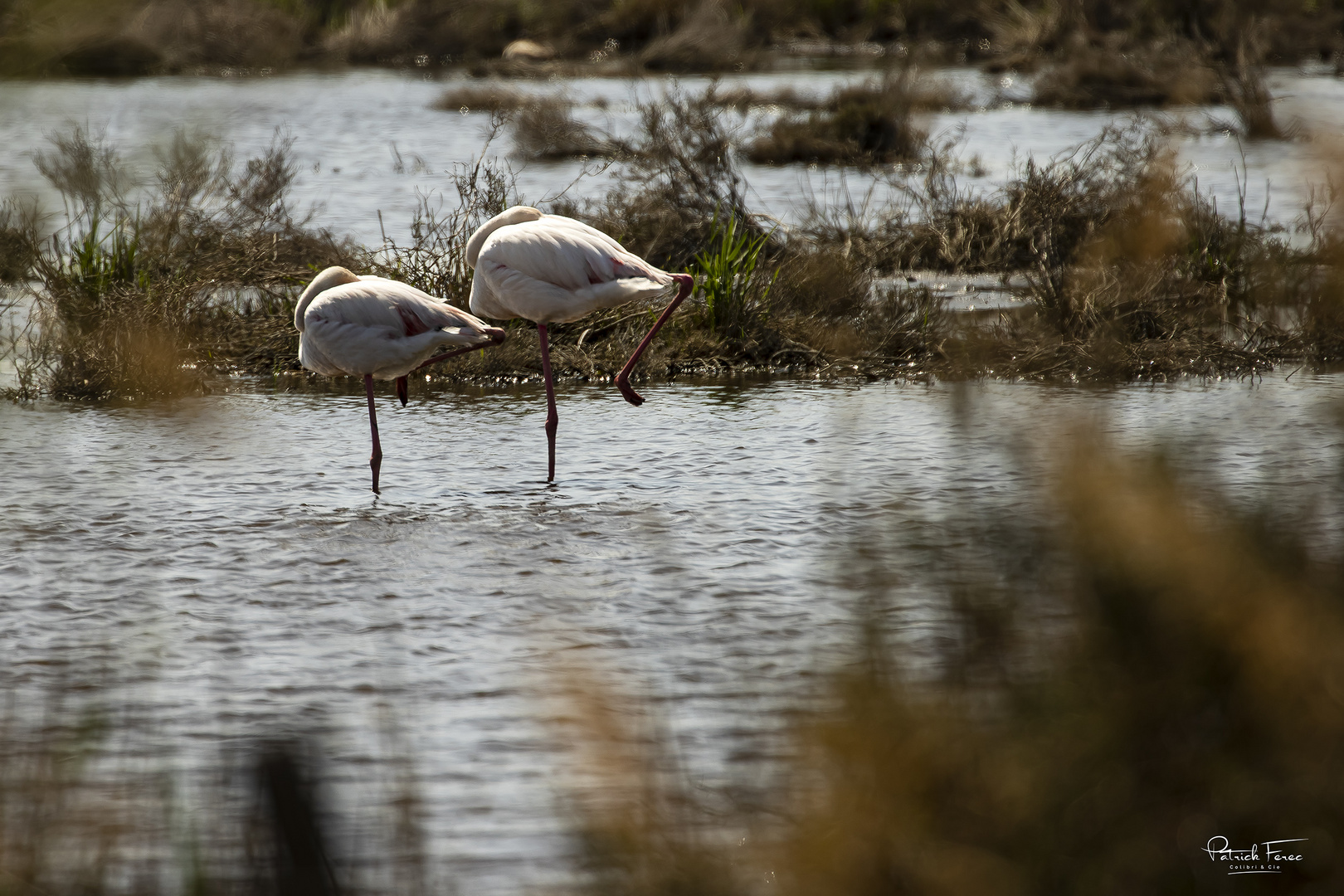 Yoga camarguais