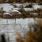 Yoga camarguais