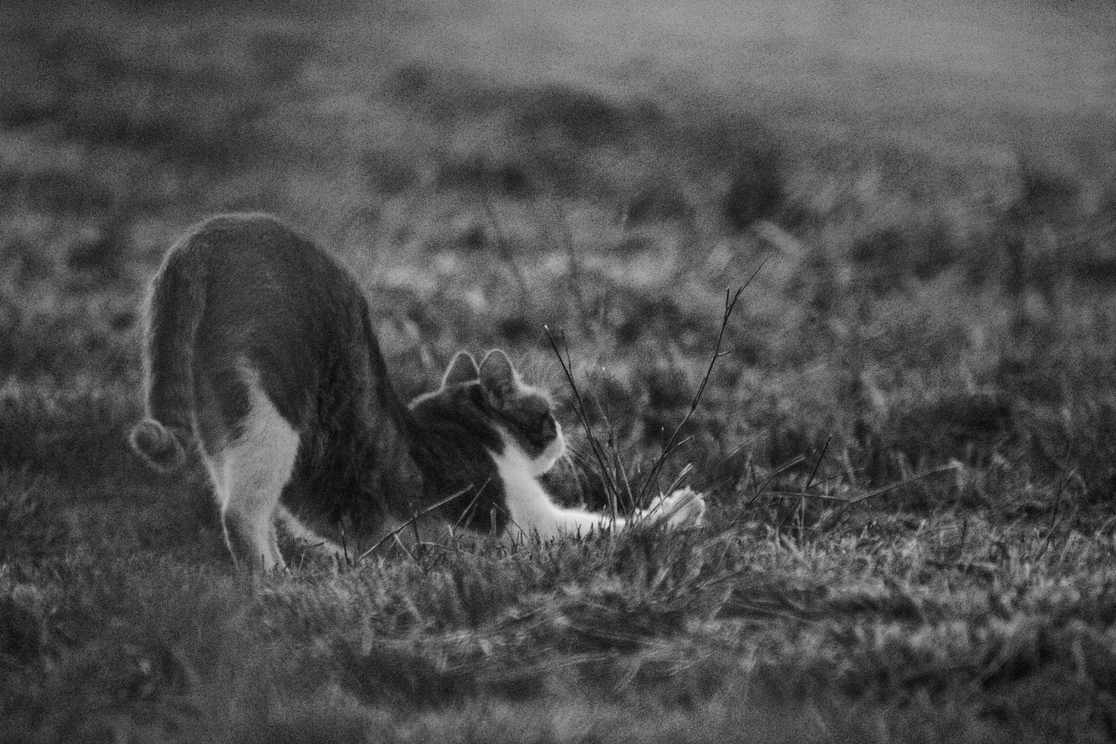 Yoga Cat