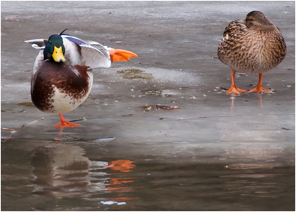 Yoga-Ente