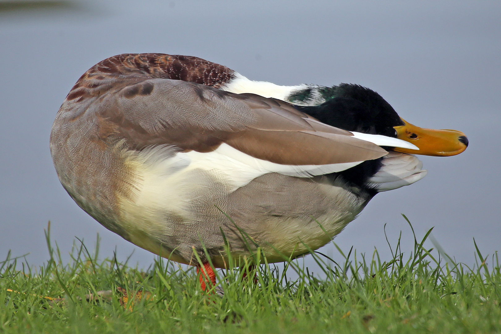 Yoga - Ente