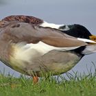 Yoga - Ente