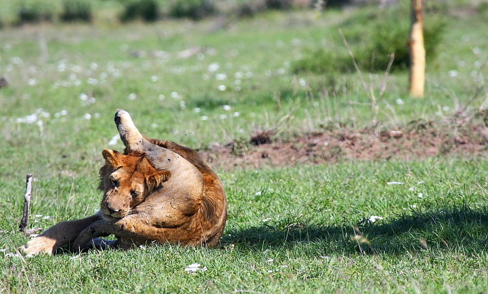 Yoga for everyone!