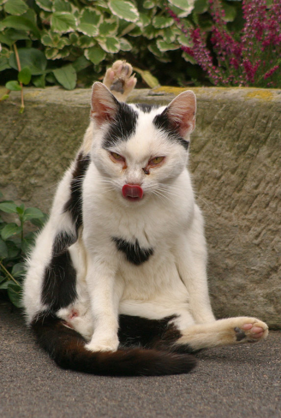 Yoga für die Katz'