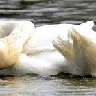 Yoga für Fortgeschrittene