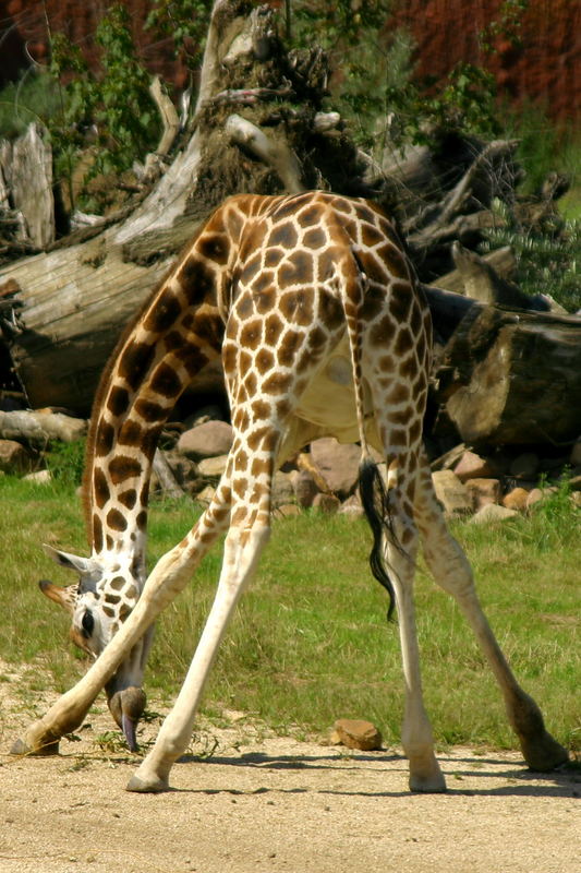 Yoga für Giraffen
