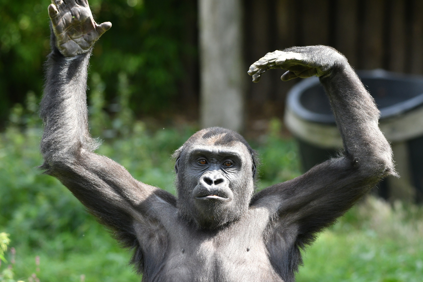 Yoga für Gorillas