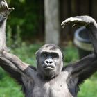 Yoga für Gorillas