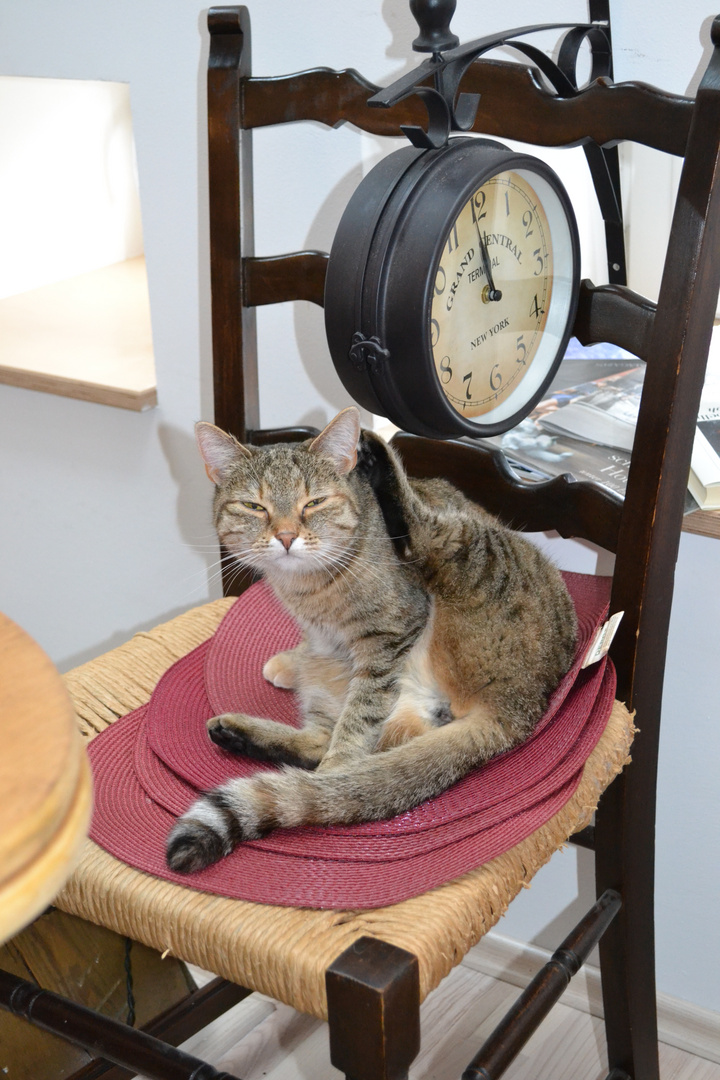 Yoga für Katzen