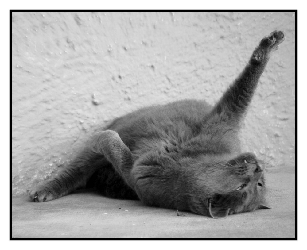 Yoga für Katzen