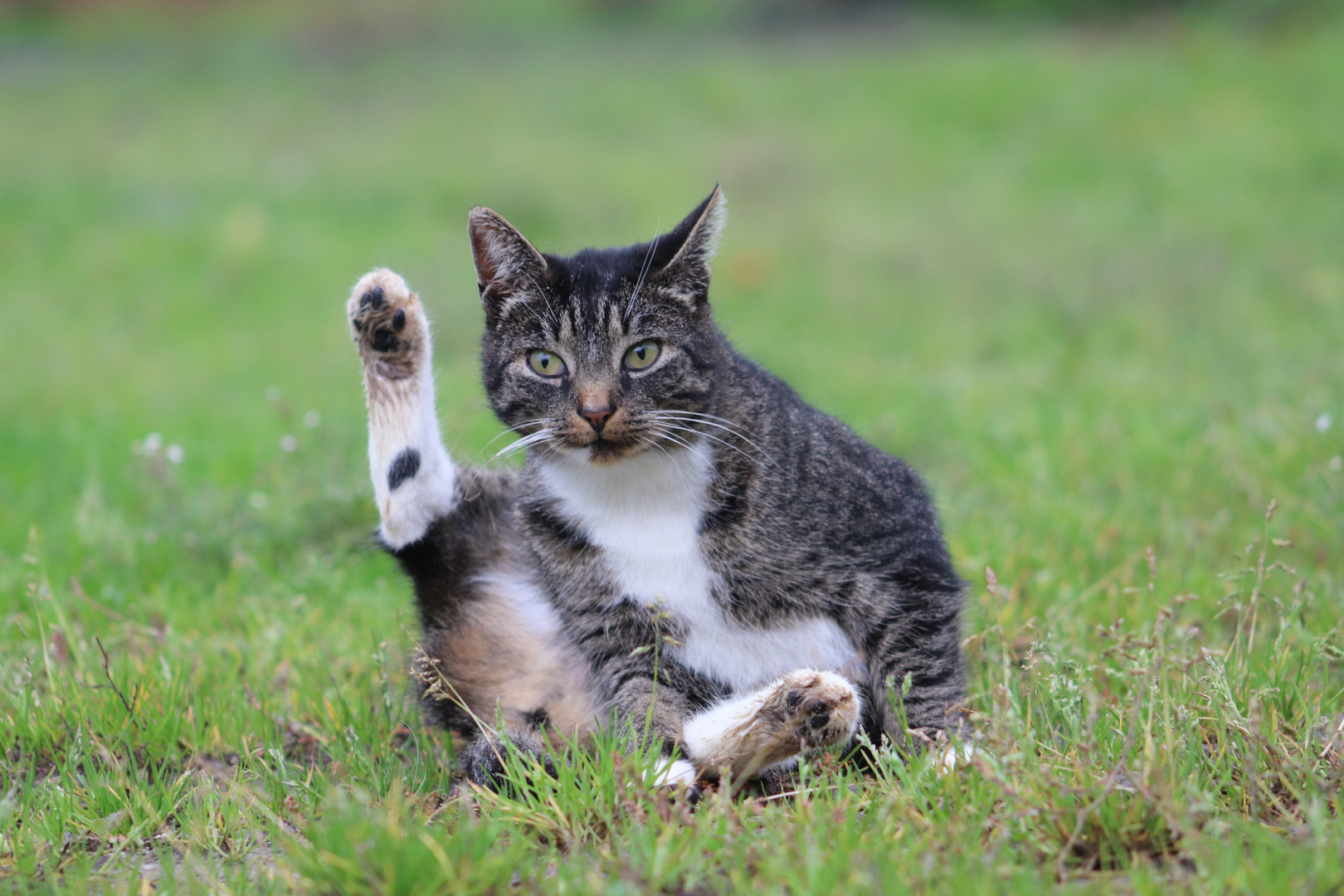 Yoga für Katzen 