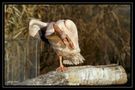 Yoga für Pelikane - Lektion 1 von Markus Walti 