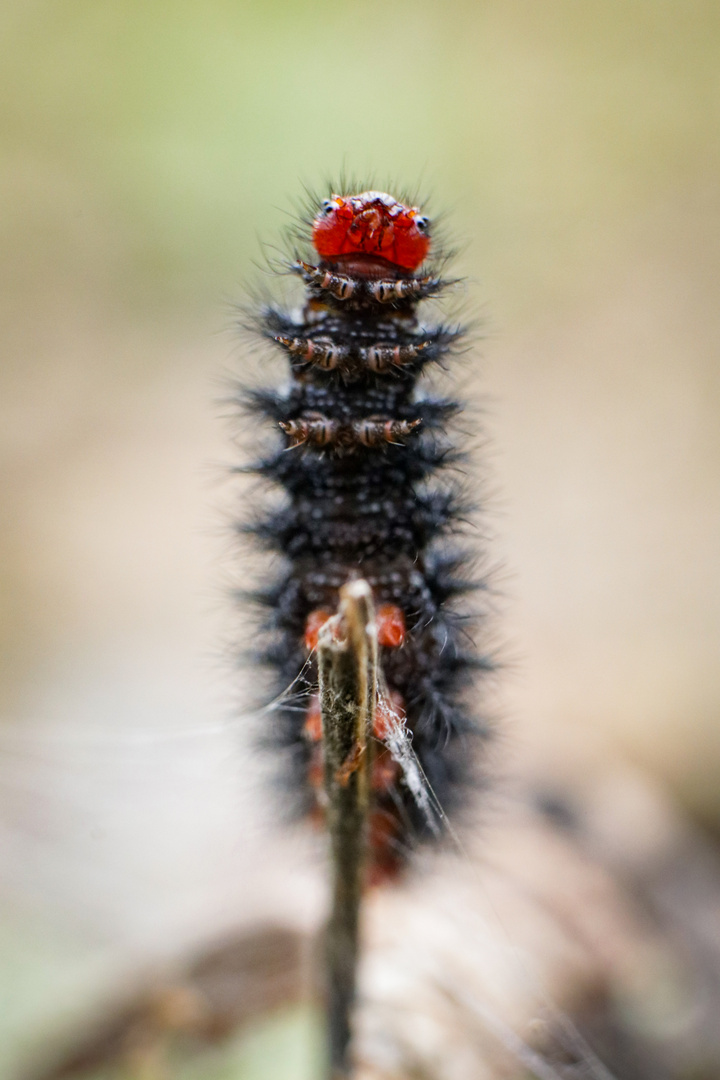 Yoga- hier die gestreckte Raupe 