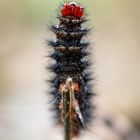 Yoga- hier die gestreckte Raupe 