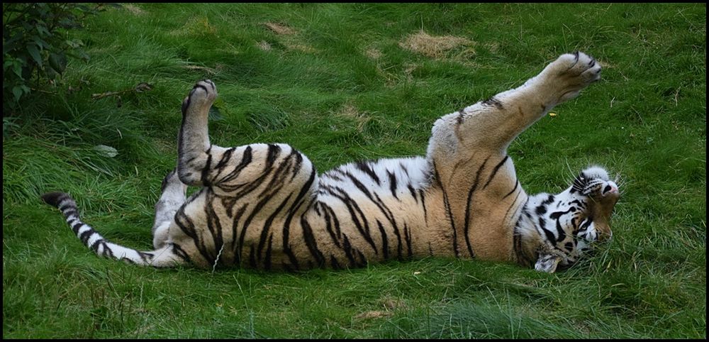 YOGA Kätzchen