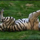 YOGA Kätzchen