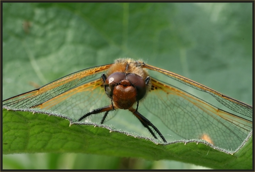 Yoga - Libelle ...