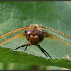 Yoga - Libelle ...