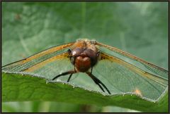 Yoga - Libelle ...