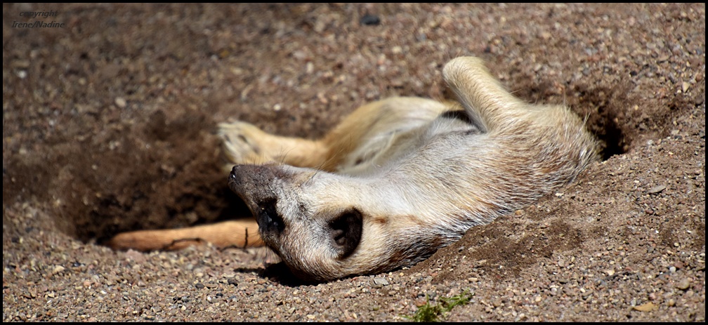 YOGA Männchen