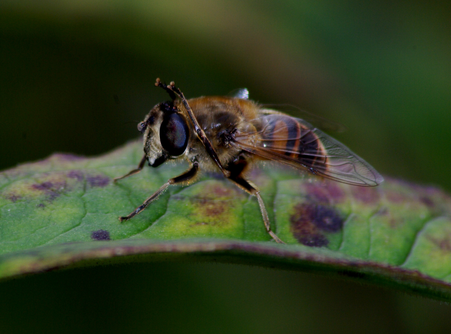 Yoga master Bee!